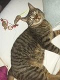 Muši