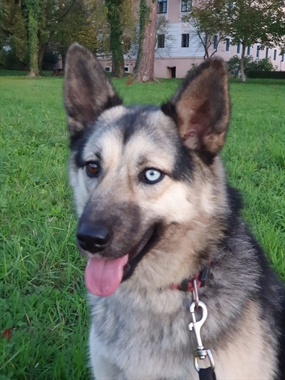 Astrid