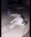 Pipin