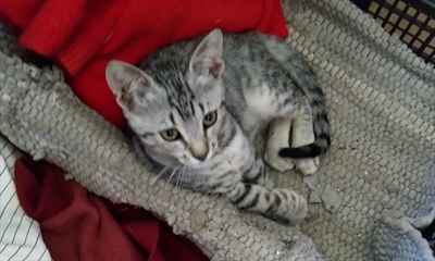 Bubi