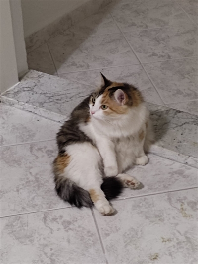 Micika, Mici