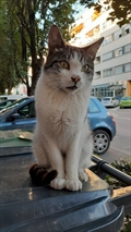 Macak