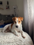 Chico