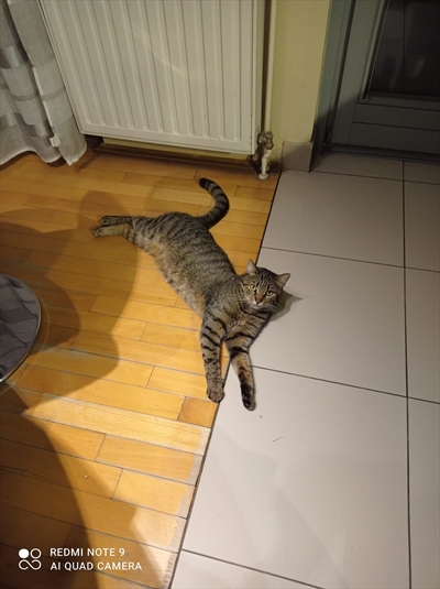 Lili