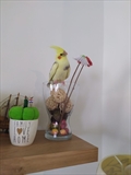 Koki
