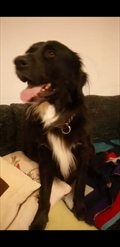 Roki