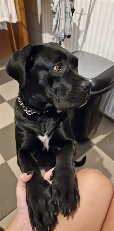 Tara