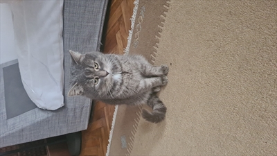 Sivko