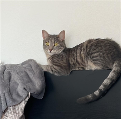 Obi