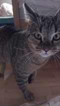 Piki