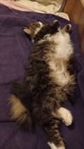 Bubi