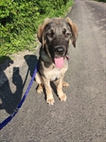 Arya