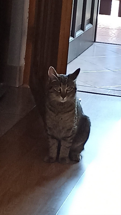 Pokita