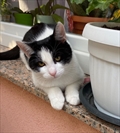 Beti