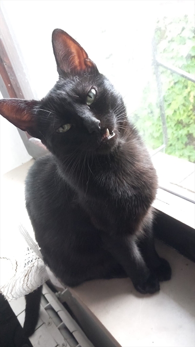 Miki