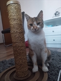 Cici