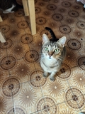 Rossi