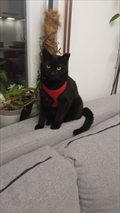 Blackie