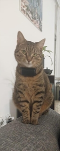 Loki