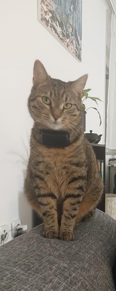 Loki