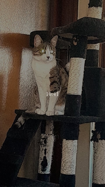 Mimi