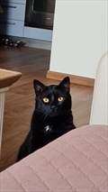 Gato