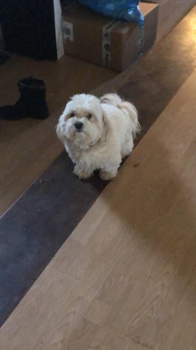 Alf