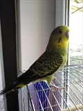 Braco
