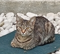 Risi