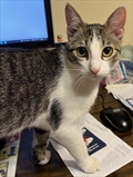 Nala