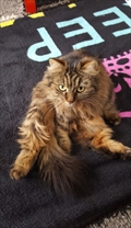 Fifi