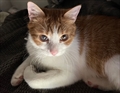 GINGER