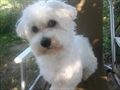 Snupix (Snoopy)