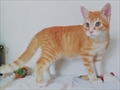 Hachico