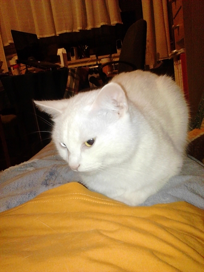 Micka