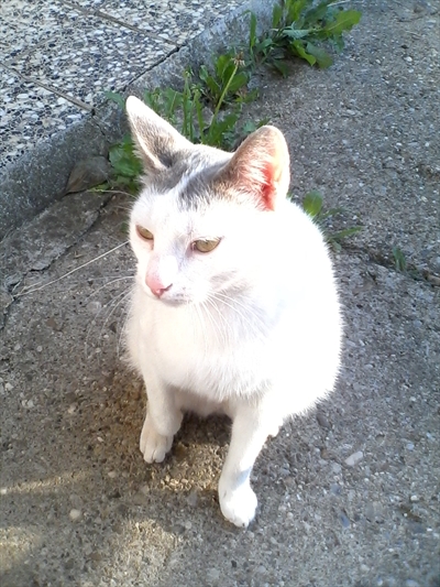 Roky