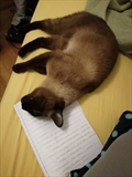Kitty