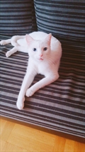 Boris
