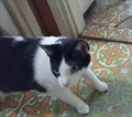 Mau