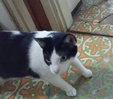 Mau
