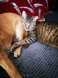 Malimiš