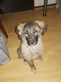Bella