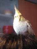 Bobi 