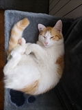 Simba