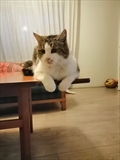 Buba