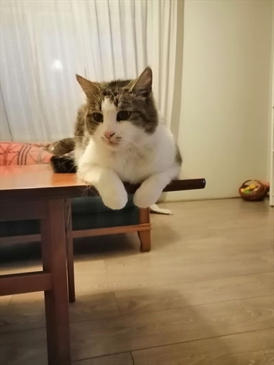 Buba