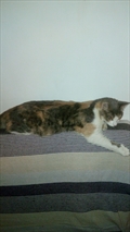 Verica