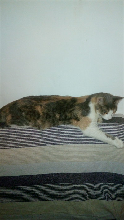 Verica