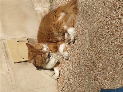 Puss