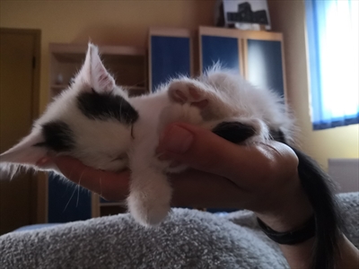 Nala